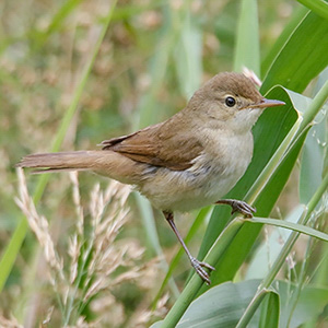 Blyth's Reed-Warbler